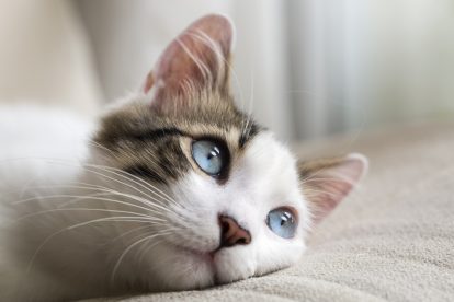 chat