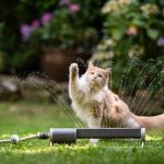 chat de la canicule