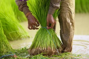 reduire impact ecologique ses achats ligne