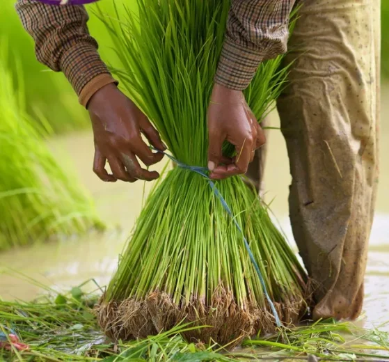 reduire impact ecologique ses achats ligne